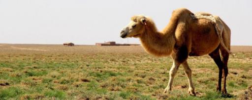 骆驼是反刍动物吗 关于骆驼是不是反刍动物介绍