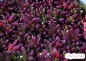 紫米粒的养殖方法
