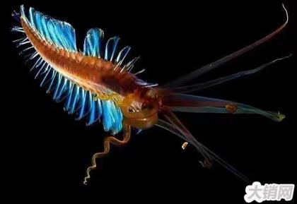菲律宾深海出现的奇怪蠕虫,竟然长有8条触手(新蠕虫种类)