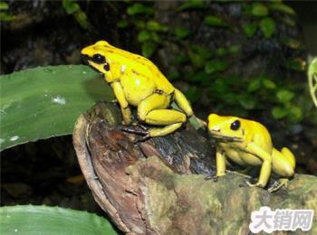 世界上最毒的动物 竟然是黄金箭毒蛙