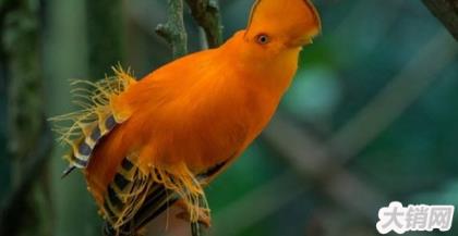 世界上最奇异的十种鸟类 第七能活90多岁,第一只吃树叶为生