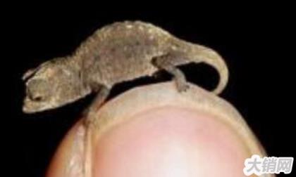雅拉瓜壁虎：世界最小蜥蜴身长仅1.6厘米比指甲盖小
