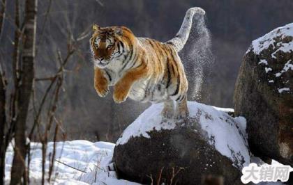 世界上最凶猛的猫科动物，西伯利亚虎（曾多次袭击人类）