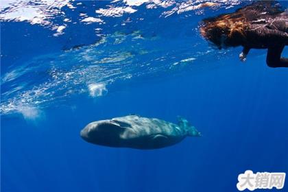 什么鲸鱼能潜水六千米 任何一种鲸鱼都不可以（难度太高）