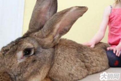 兔子大流士：世界上最大的兔子(体重重达45斤)