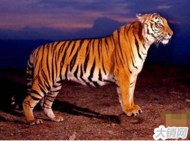 世界上最小的老虎，迷你巴里虎(体长1米/惨遭人类灭绝)