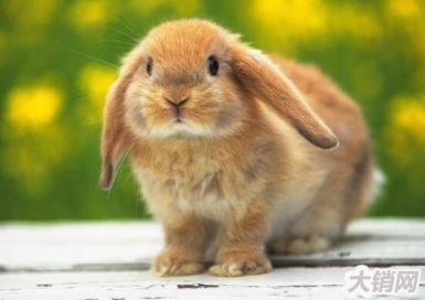 最适合小朋友饲养的宠物兔，荷兰垂耳兔(超萌超可爱)