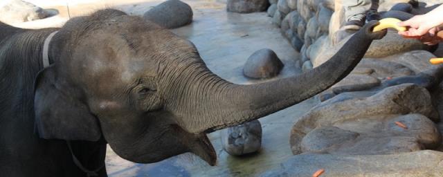 为什么大象用鼻子吸水不会被呛到 大象用鼻子吸水不会被呛到的原因