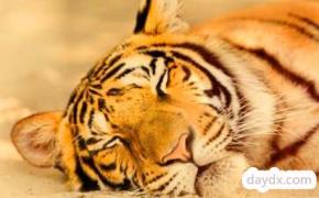 梦见老虎是什么征兆