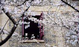 武汉大学赏樱花最佳时间
