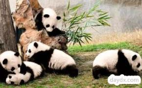 梦见熊猫是什么寓意呢