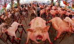 伊斯兰教为什么不吃猪肉 原因给大家介绍一下
