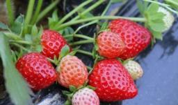 最好的三种草莓品种 有哪些品种