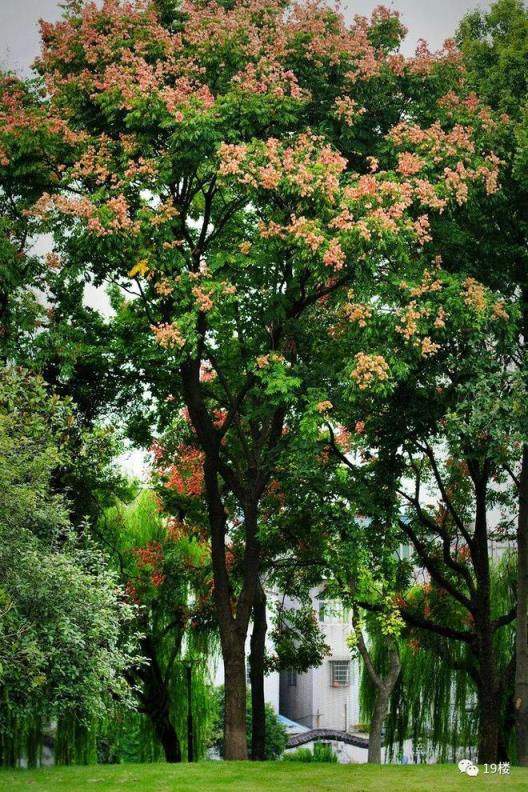 远远望去像小灯笼！杭州这里的栾树惊艳了秋天