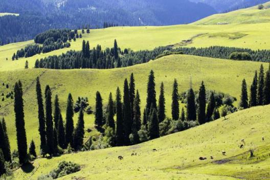 塞外江南在伊犁，伊犁最秀是恰西，典型的新疆山地牧场风光