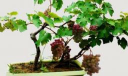 室内盆栽葡萄冬季管理方法 室内盆栽葡萄冬季管理方法视频