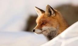 大兴安岭红狐是保护动物吗 大兴安岭有什么保护动物