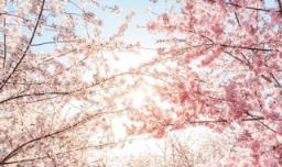 樱花最合适在什么季节种植，樱花什么季节种植最好