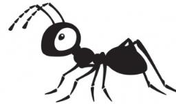 蚂蚁泡酒有什么功效 人参黑蚂蚁泡酒有什么功效