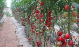 樱桃番茄种植方法 方法特别简单