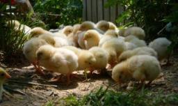 小鸡的养殖方法 怎么养才好呢