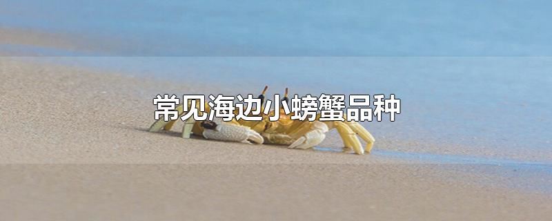 常见海边小螃蟹品种