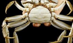 正常螃蟹有几条腿 正常螃蟹有几条腿8条腿还是10条腿