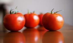 家里西红柿的种植方法（西红柿在家怎么种植）