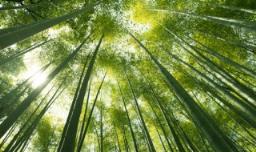 竹子人工种植方法 竹子种植的方法
