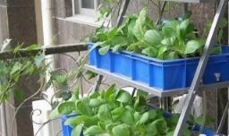 阳台无土蔬菜种植方法 阳台无土蔬菜种植方法视频