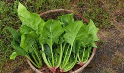 菠菜家里种植方法 菠菜家庭种植方法