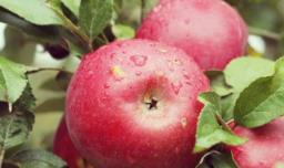 家里的苹果怎么种植方法，家里的苹果怎么种植方法简单
