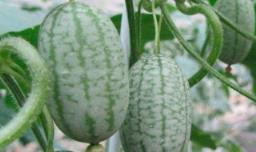 大棚拇指西瓜种植方法 拇指西瓜种植基地在哪里
