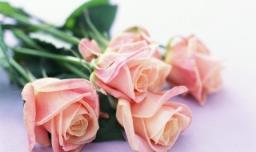 常见玫瑰花品种有哪些品种（玫瑰花有哪几种品种）