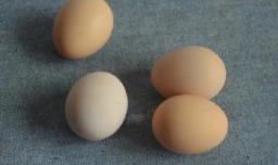怎么分辨蛋的好坏 怎么辨别蛋的好与坏