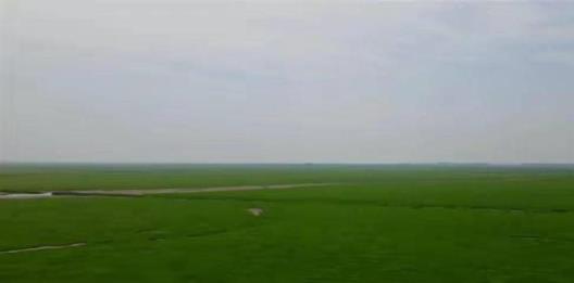 草地丝滑如毛毯！鄱阳湖水乡变成大草原，湖面已不足600平方公里