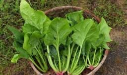 秋波菜种植方法和时间 秋季菠菜怎么种植