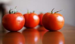 大棚西红柿人工种植方法 大棚西红柿人工种植方法视频