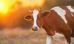 新手养殖肉牛注意事项，养殖肉牛需要注意什么