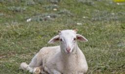 新手养殖羔羊注意什么 新手养殖羔羊注意什么问题