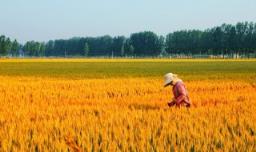 稻田施肥方法和注意事项 稻田管理与施肥方法