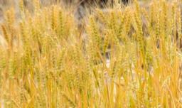 怎样挑选冬季小麦品种好的 如何选择小麦优良品种