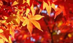 关于秋声的诗句 关于秋声的诗句有哪些