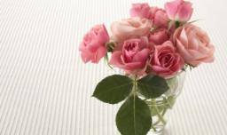 玫瑰花在家里种植可以吗（玫瑰花可以盆栽在家里吗）
