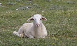 新手养殖羊要注意哪些 新手养羊要注意什么