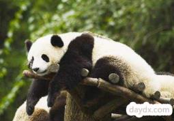 做梦梦到熊猫是啥意思
