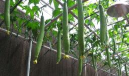 丝瓜几月份种植 丝瓜几月份种植北方
