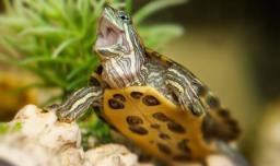 如何判断乌龟是否成熟，如何判断乌龟是否成熟幼龟