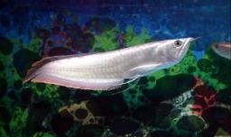 银龙鱼能活多少年，银龙鱼的寿命最长能活多少年