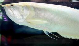 银龙鱼能长多大 银龙鱼能长多大活多久